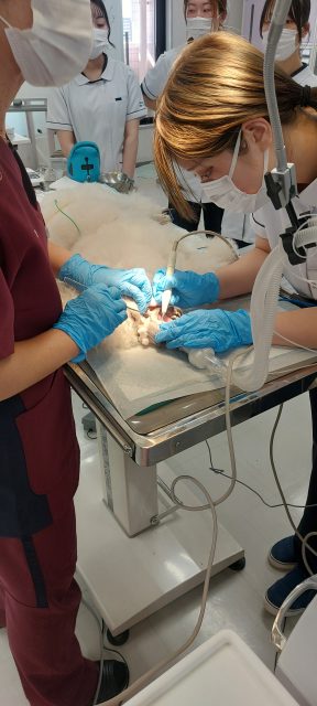 【動物看護師学科】スケーリング実習💉