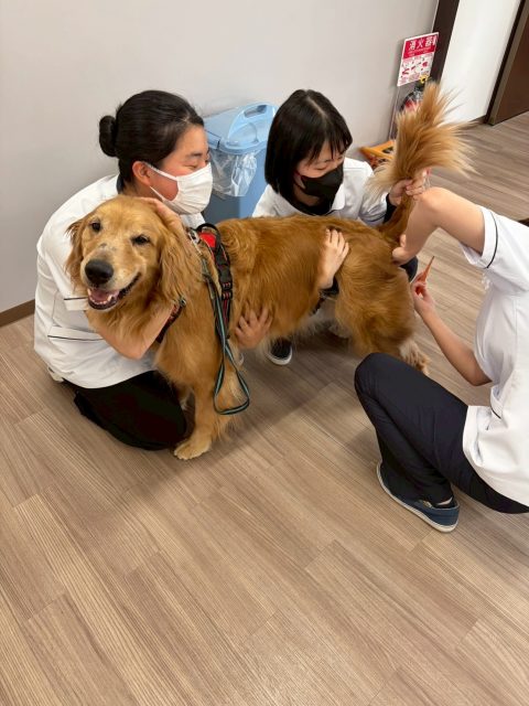 【動物看護師学科】フィラリア検査を行いました💉