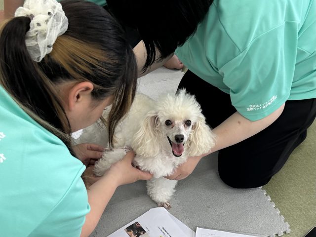 【ペット総合学科】　動物理学介護福祉学で実習を行いました📏