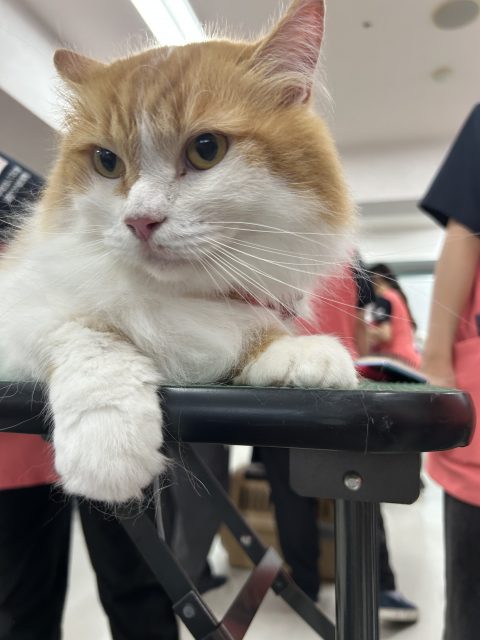 【ペット総合学科】ねこのグルーミング実習を行いました🐈