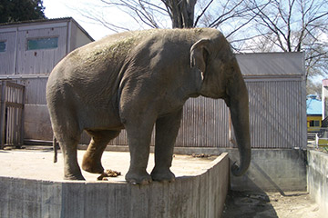 宇都宮動物園